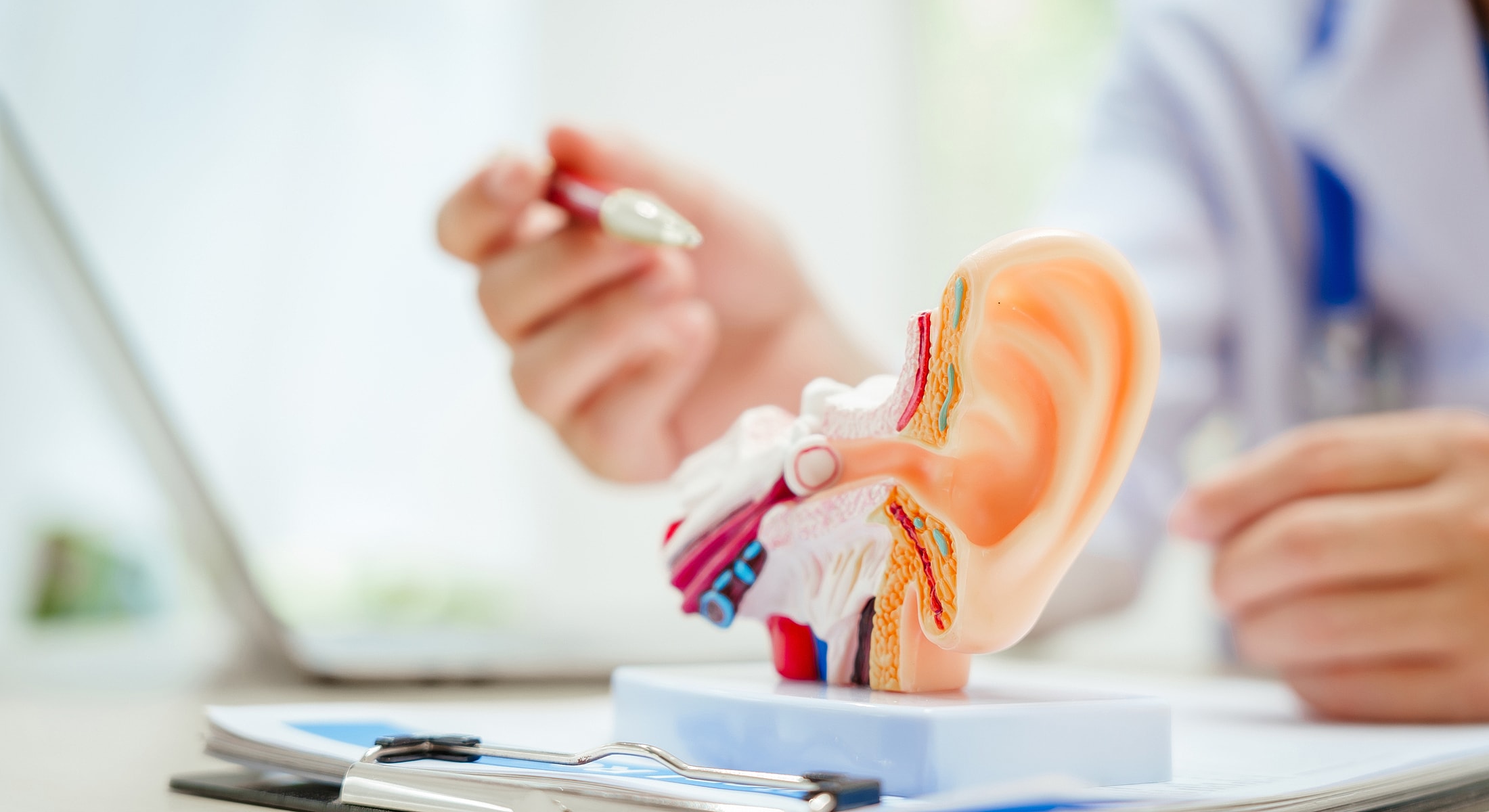 Detailed model of human ear anatomy.