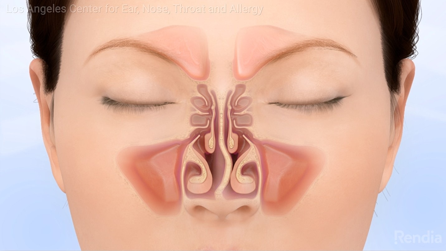 Illustration of human nasal anatomy and sinuses.